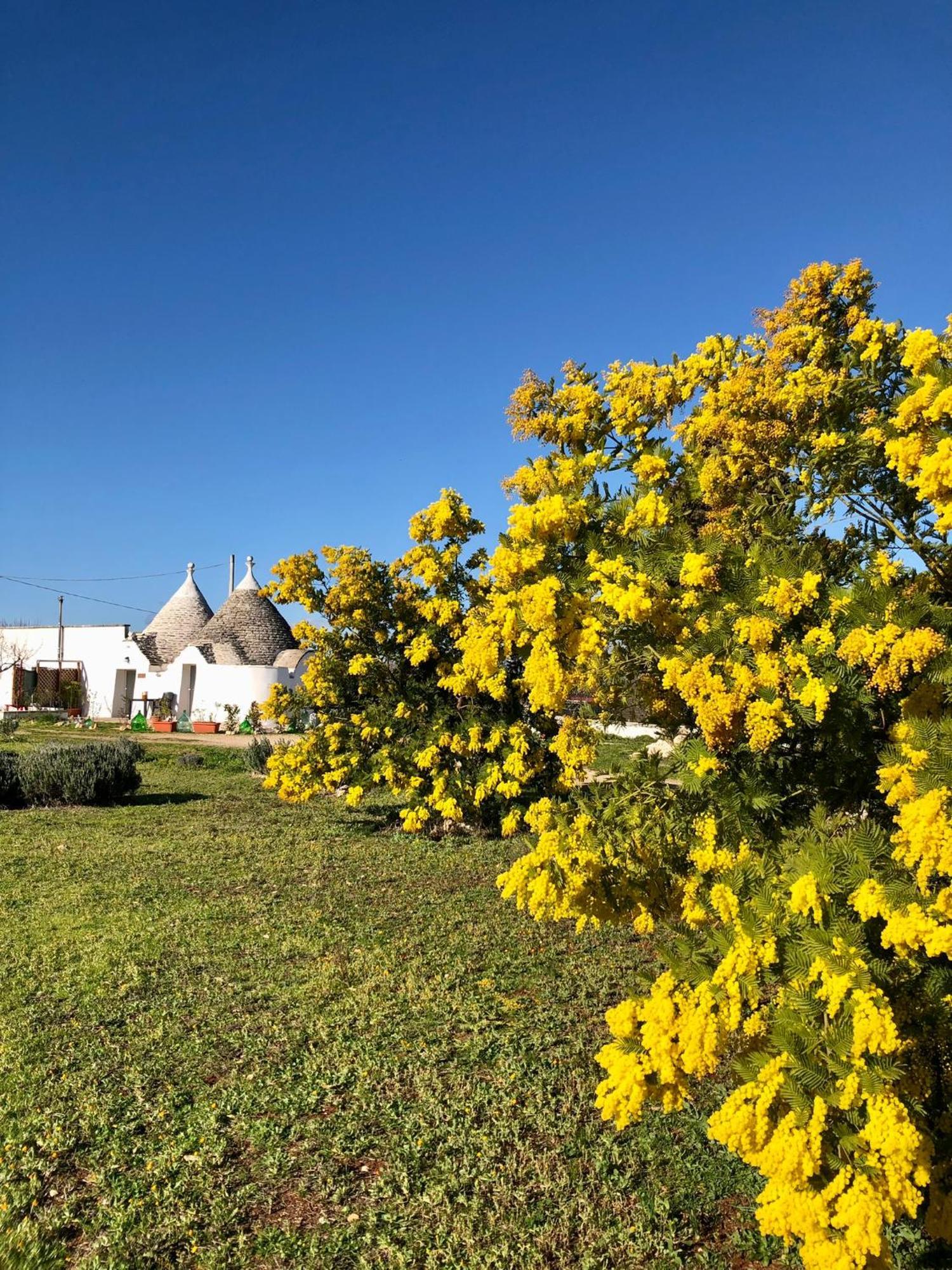 Villa Trullo Trilli Puglia Martina Franca Exterior foto